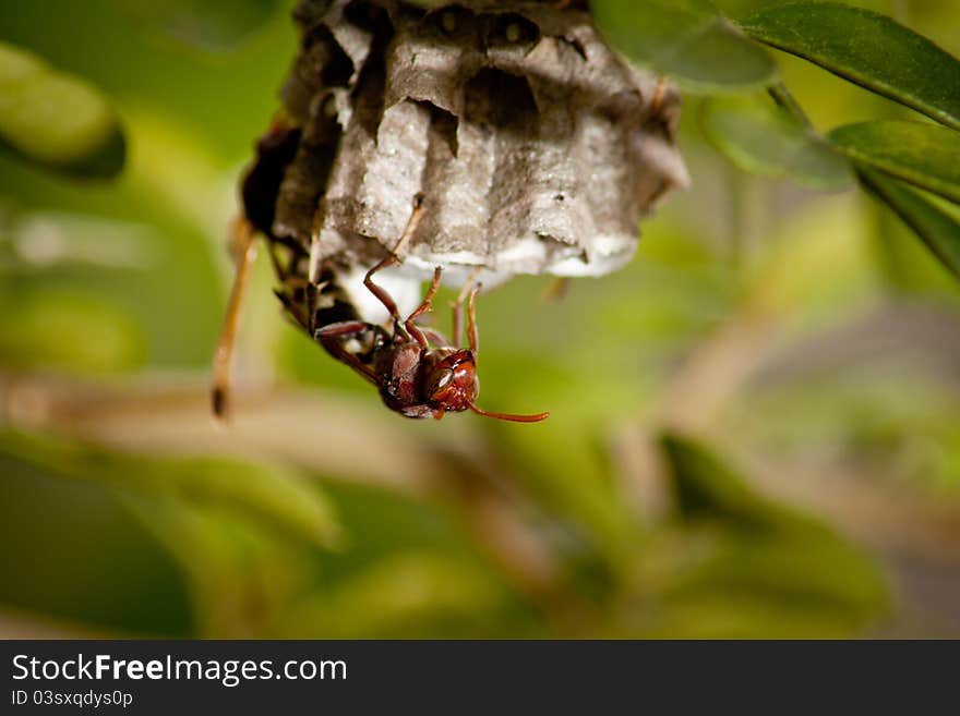 Hornet nest