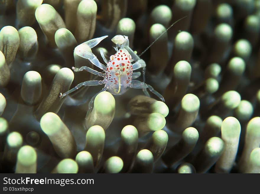 Pinhead crab