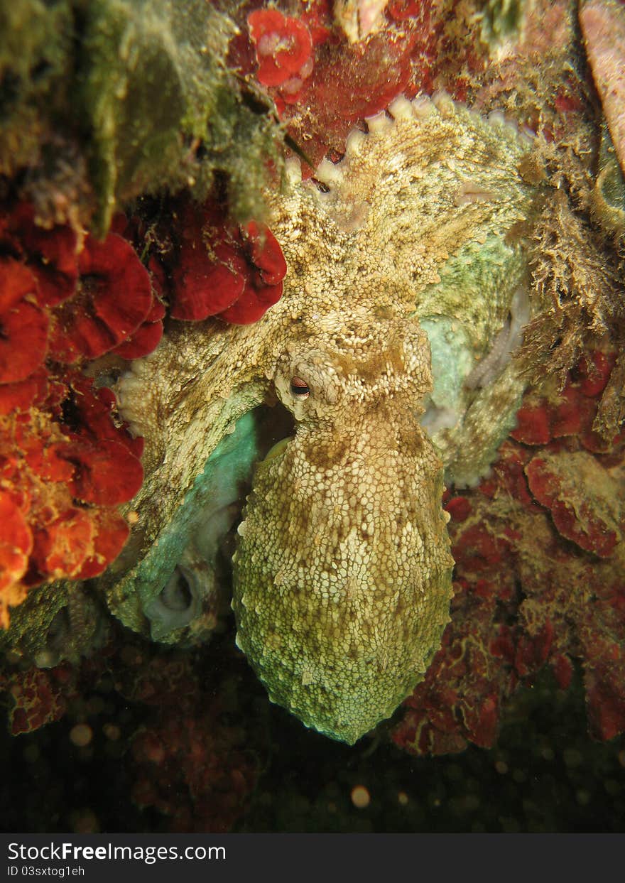 Octopus Vulgaris on seaweed. Note that shot is right oriented. Captured in the wild.