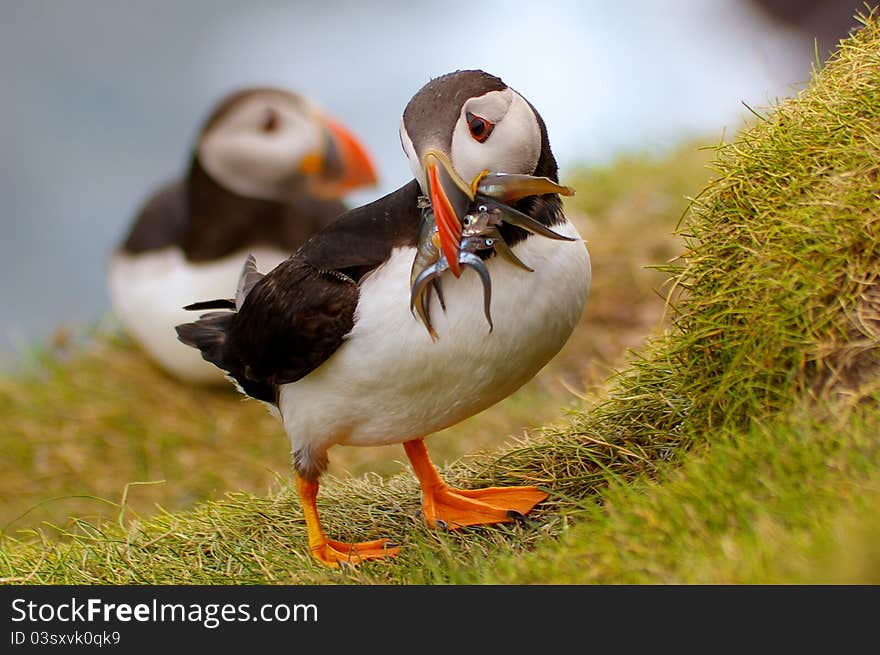 Adult Puffin on Mykines, Faroe Islands, returning to his nest with mouthful of sandeels for the chick. Adult Puffin on Mykines, Faroe Islands, returning to his nest with mouthful of sandeels for the chick.