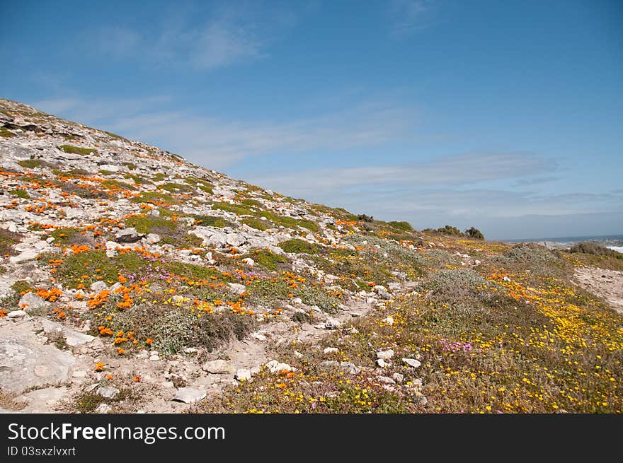 Colorful flowers growing along a trail on a hill, Western Cape, South Africa. Colorful flowers growing along a trail on a hill, Western Cape, South Africa