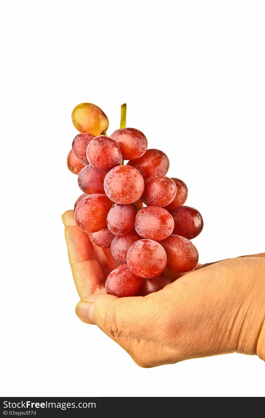 Female hands holding fresh grapes. Close up on white background.