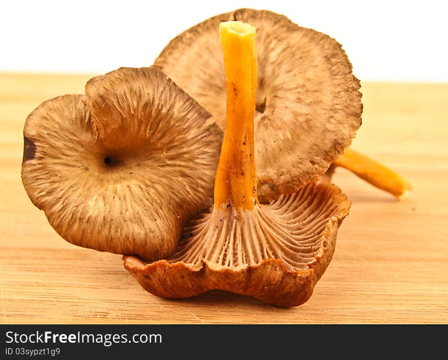 Fresh funnel chanterelle. Close up on white background