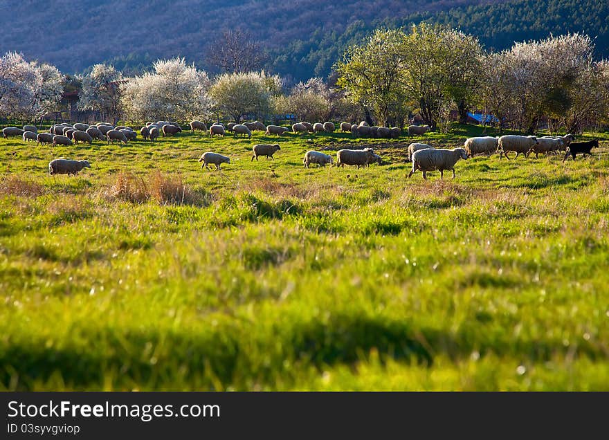 Green pasture sheep