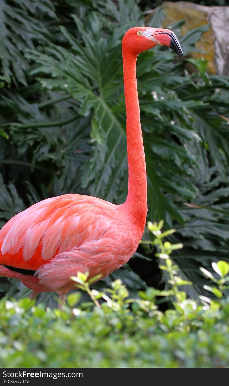 Pink Flamingo Profile Portrait Against Green Plants