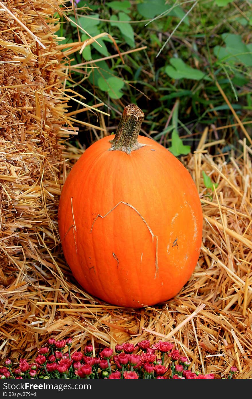 An orange pumpkin sitting on straw.  A green plant is in the background. An orange pumpkin sitting on straw.  A green plant is in the background