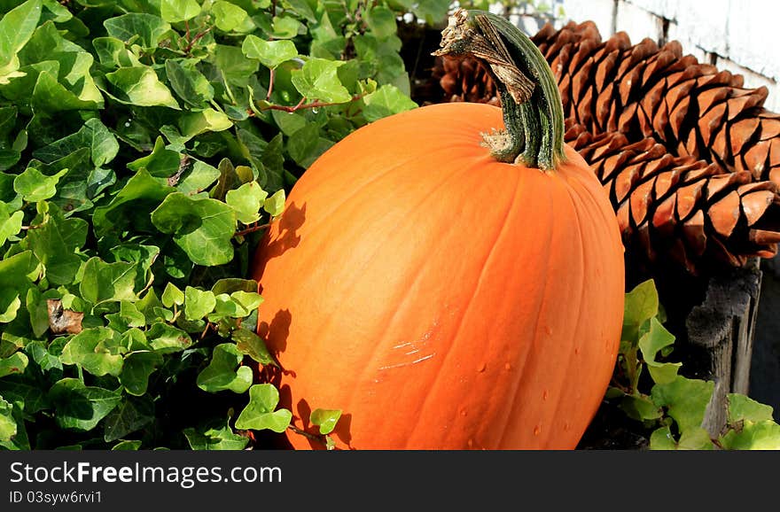 An orange pumpkin sitting in green ivy plant with 2 pinecones in the background. An orange pumpkin sitting in green ivy plant with 2 pinecones in the background