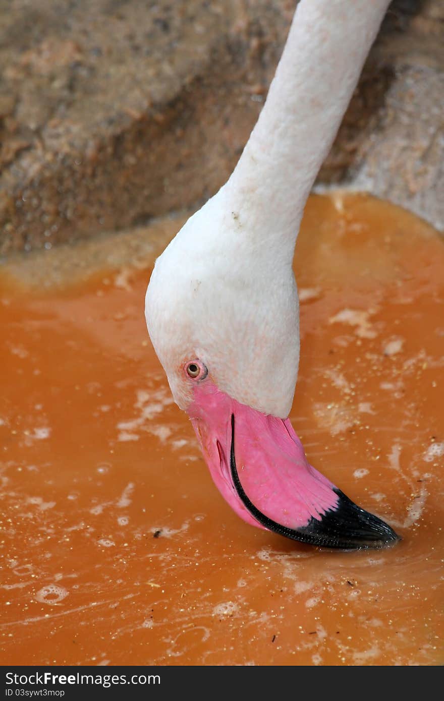 Pink Flamingo Close Up Profile Portrait Feeding In Rust Colored Pool