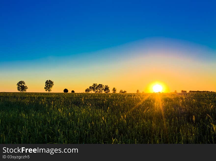 Wheat field at sunset.