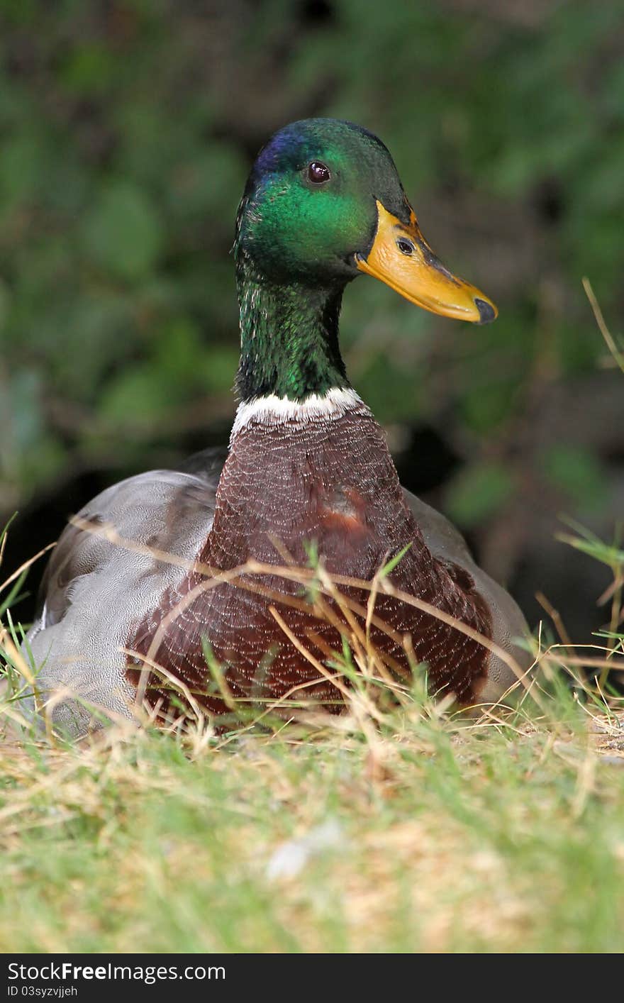 Young Male Mallard Duck Sitting In Grass