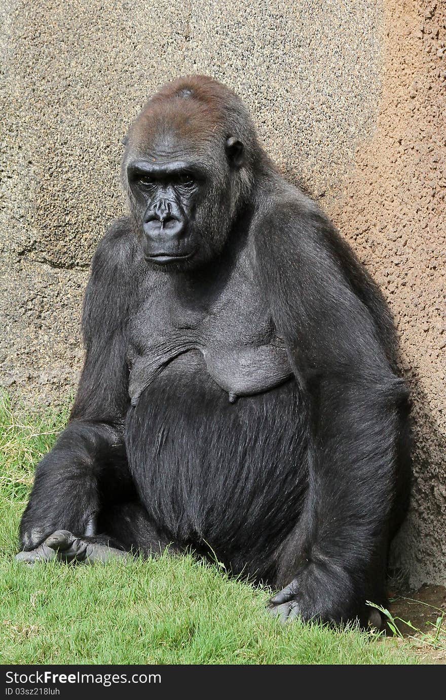 Female Lowland Gorilla Sitting In Grass Against Tan Rock