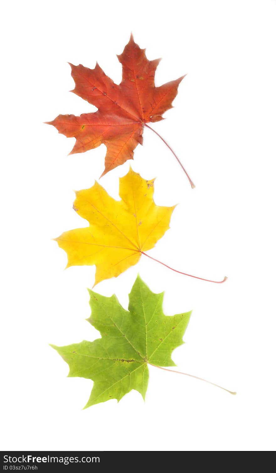 Red, yellow, green leaves lie on a table