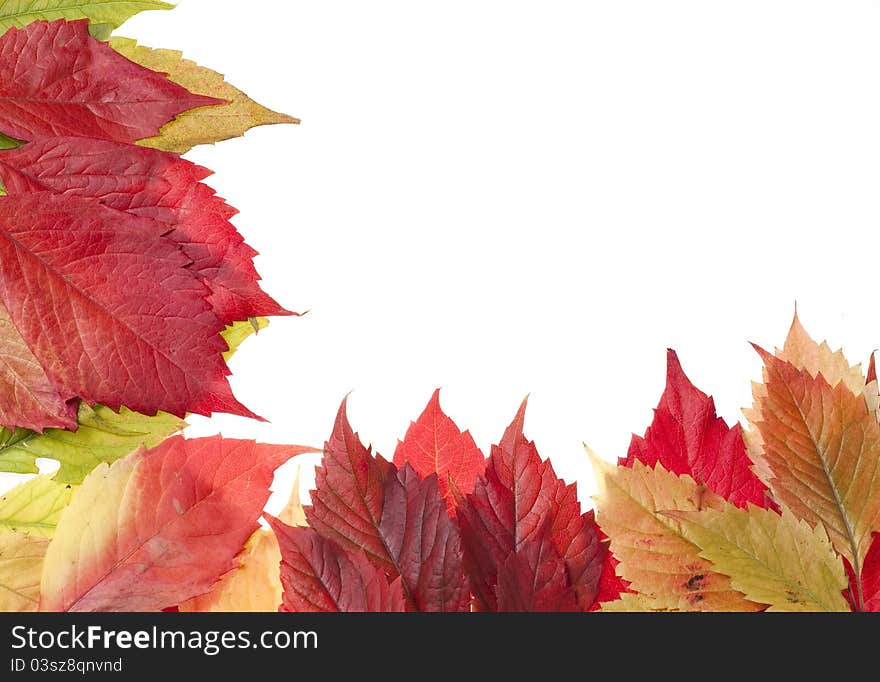 Autumn leaves over white background