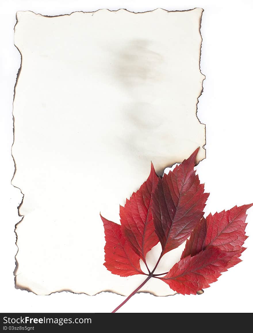 Autumn Leaves on Old burnt Paper. Autumn Leaves on Old burnt Paper