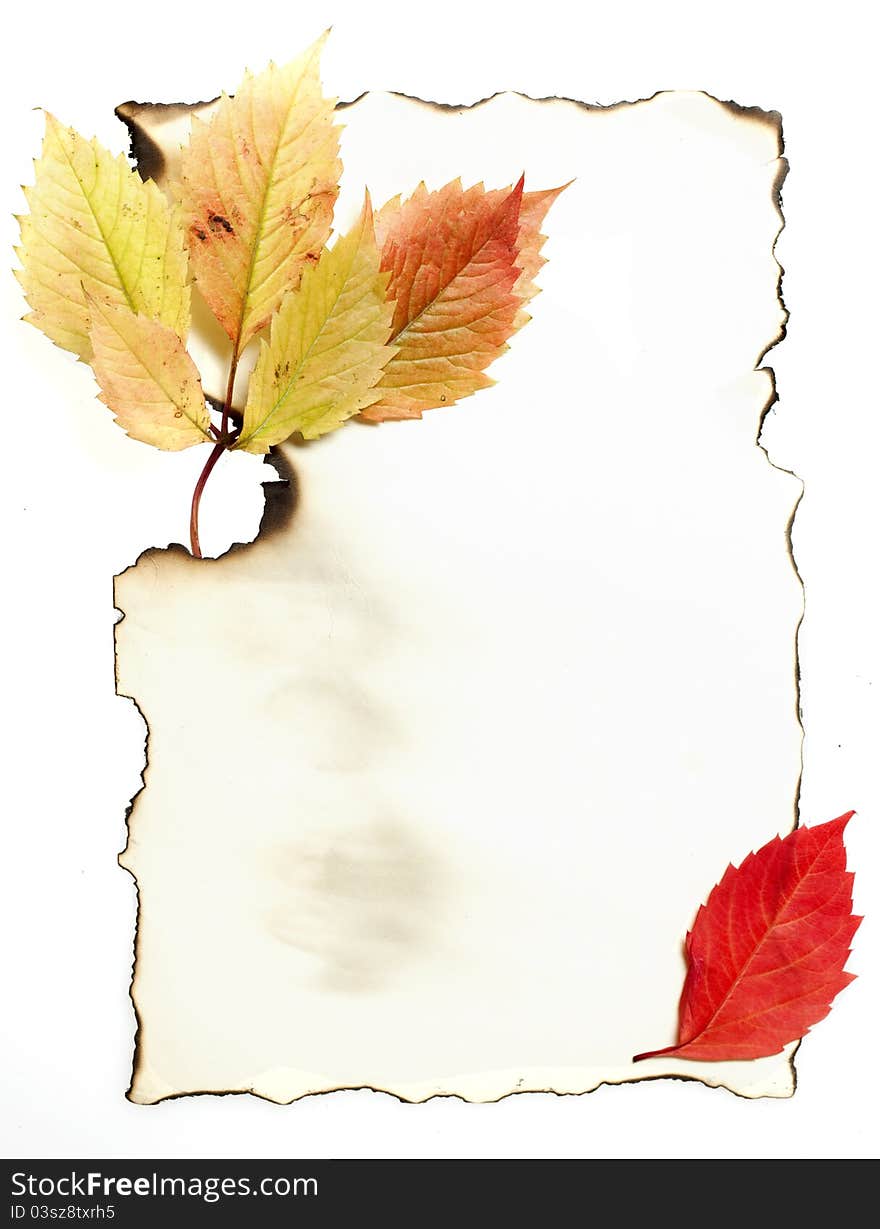 Autumn Leaves on Old burnt Paper. Autumn Leaves on Old burnt Paper