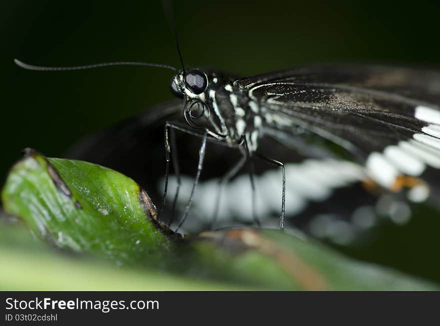 A male Common Mormon Butterfly (Papilio polytes) of the Papilionidae family, a common species of swallowtail butterfly, common throughout Asia