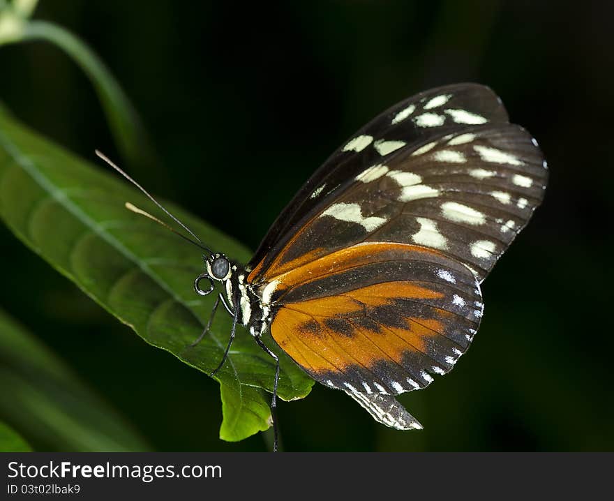 A Tiger Longwing Butterfly (Heliconius hecale) of the Nymphalidae family, ranging in Central and South America.