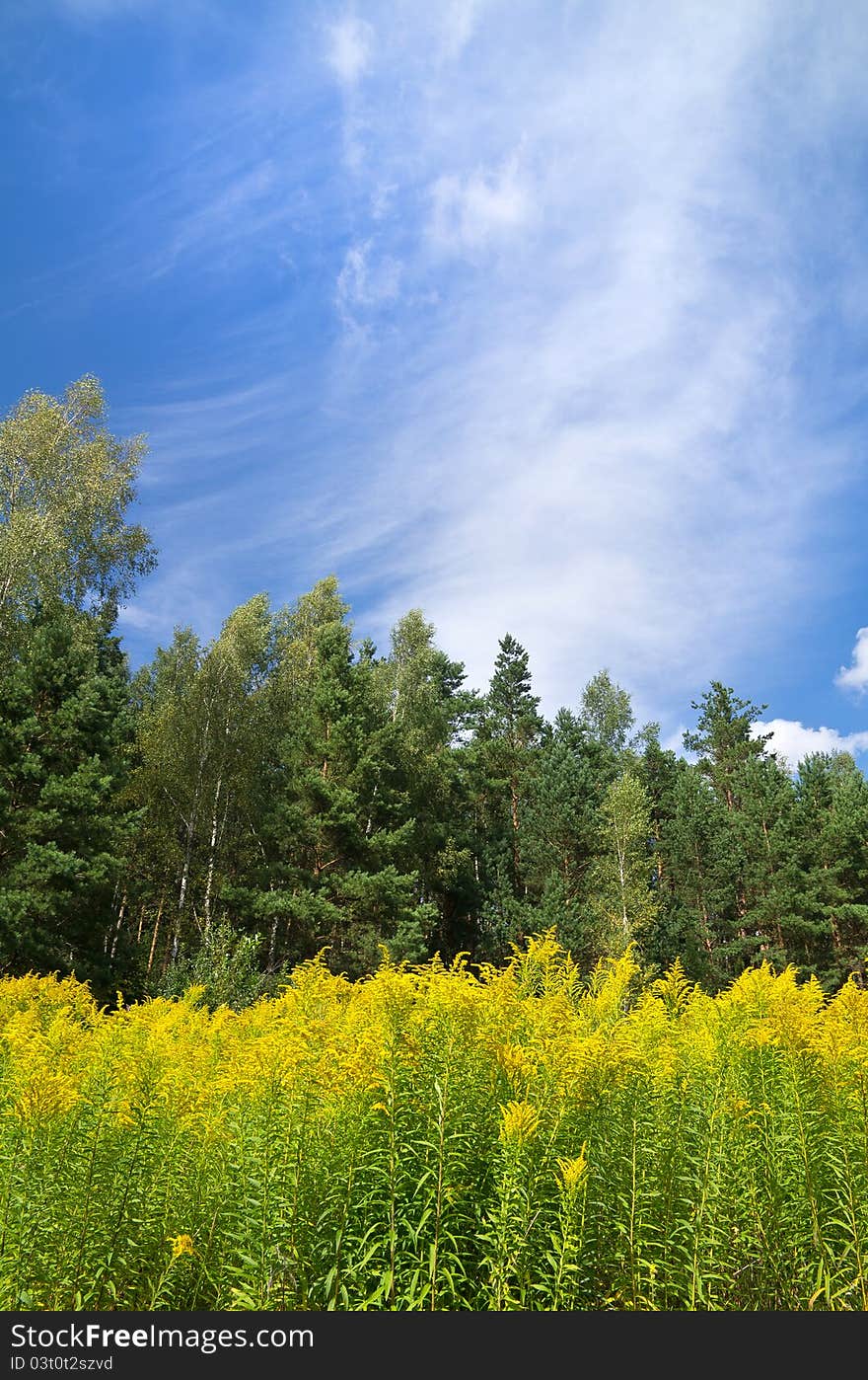 Blooming goldenrod at the foot of the forest. Blooming goldenrod at the foot of the forest