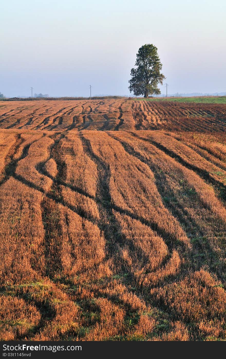 Autumn field and lonely tree, morning