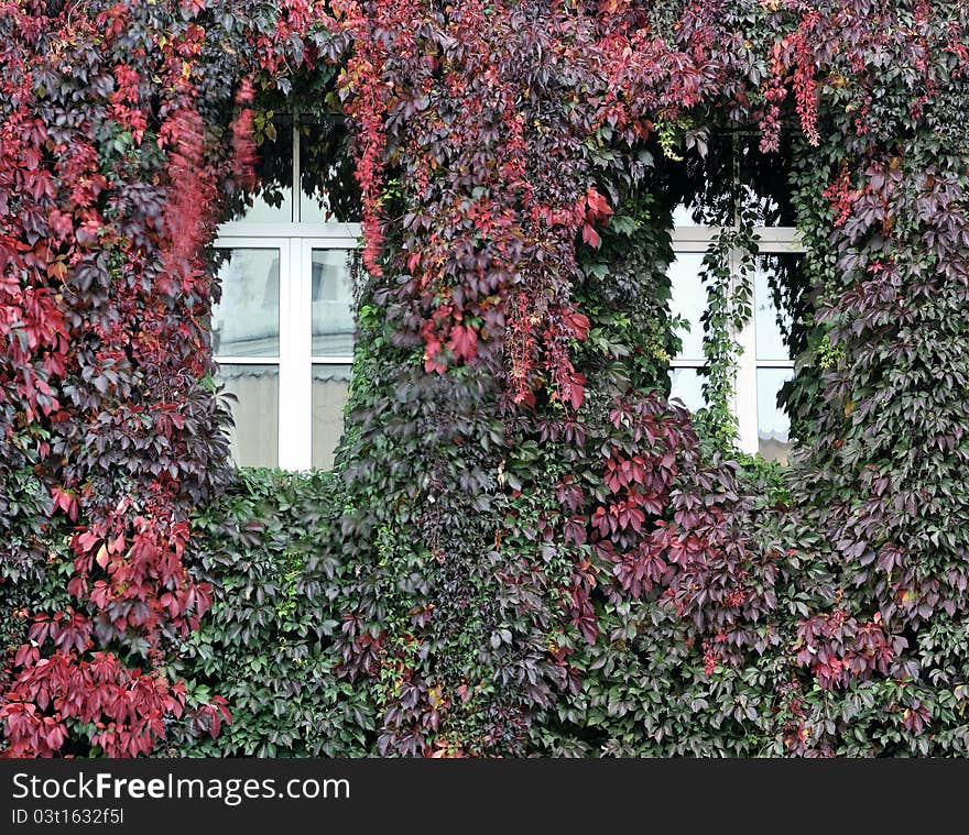 House wall, twined wild grapes, autumn colors.