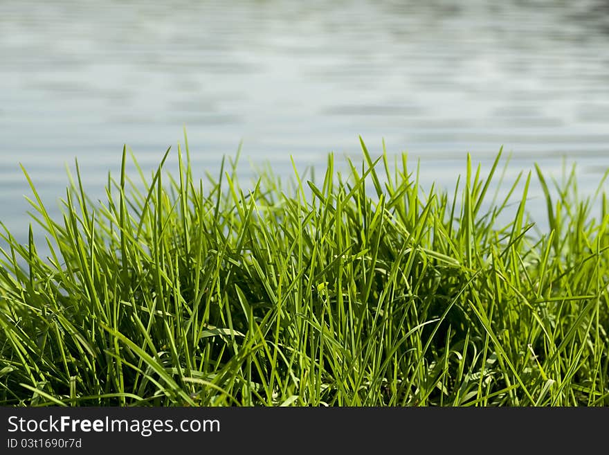 Spring green grass and water as background