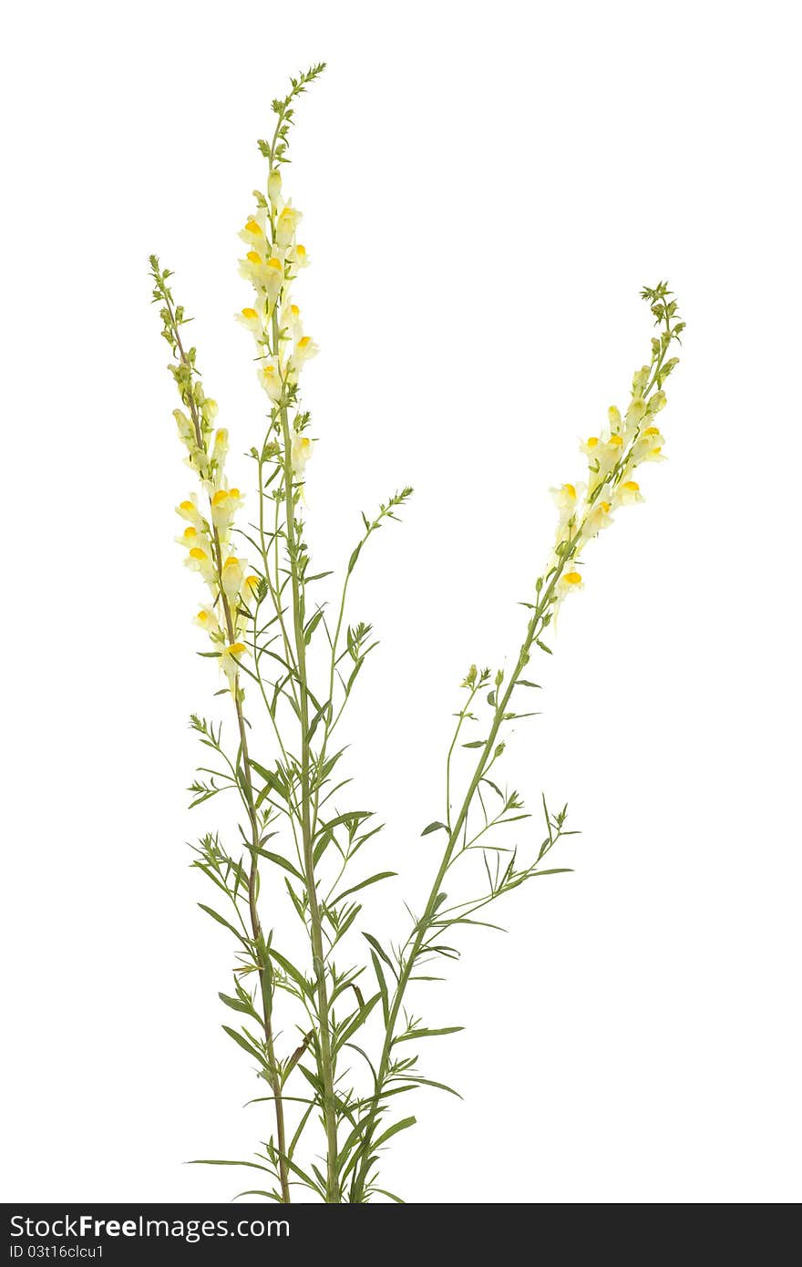 Toadflax