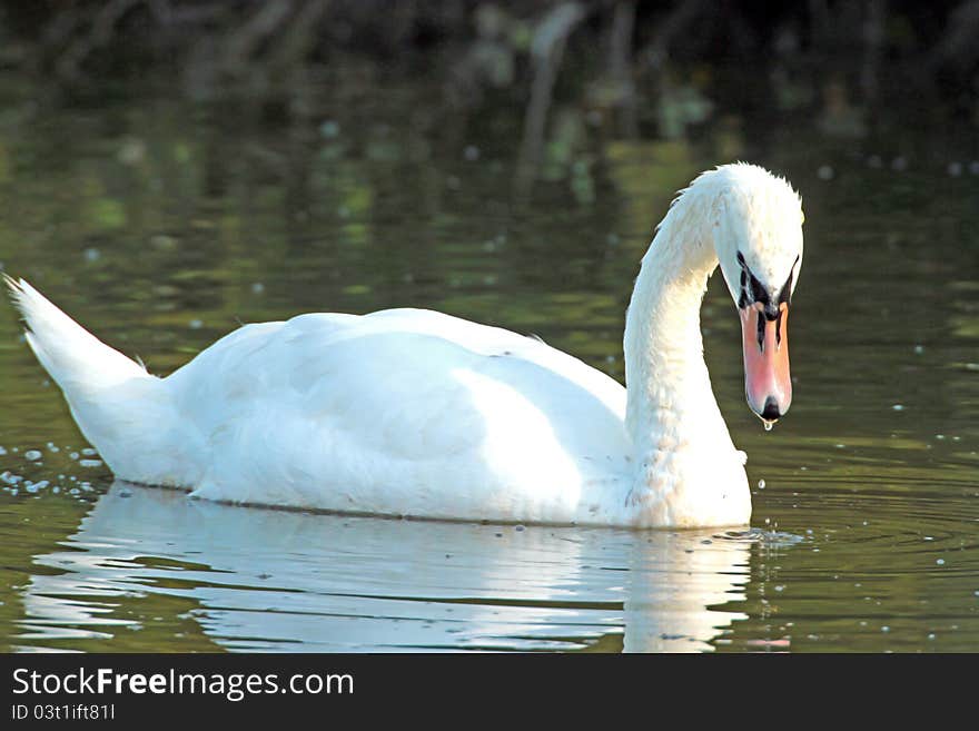 White swan with reflection on water. White swan with reflection on water