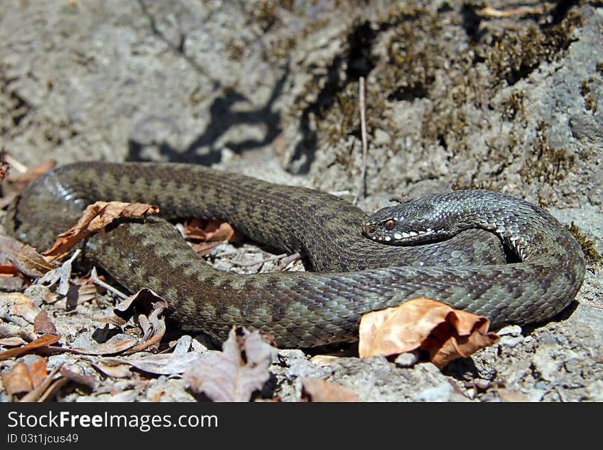 Viper among leaves on the ground. Viper among leaves on the ground