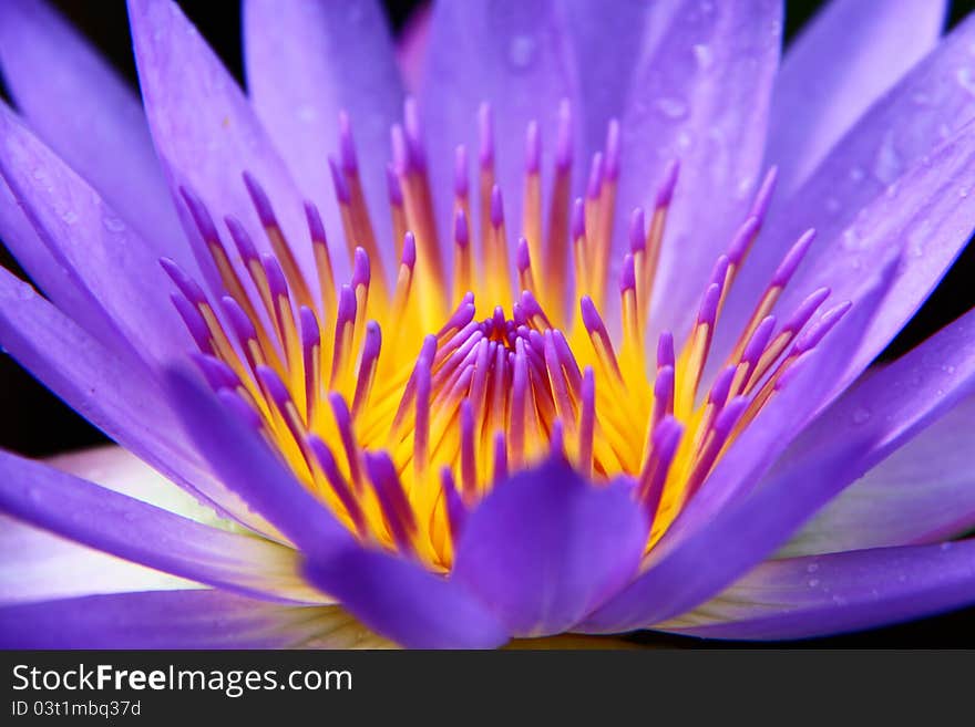 Close up of violet water lily