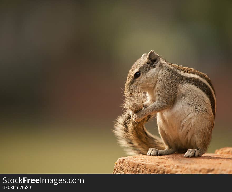 Small chipmunk cleaning himself on a brick wall