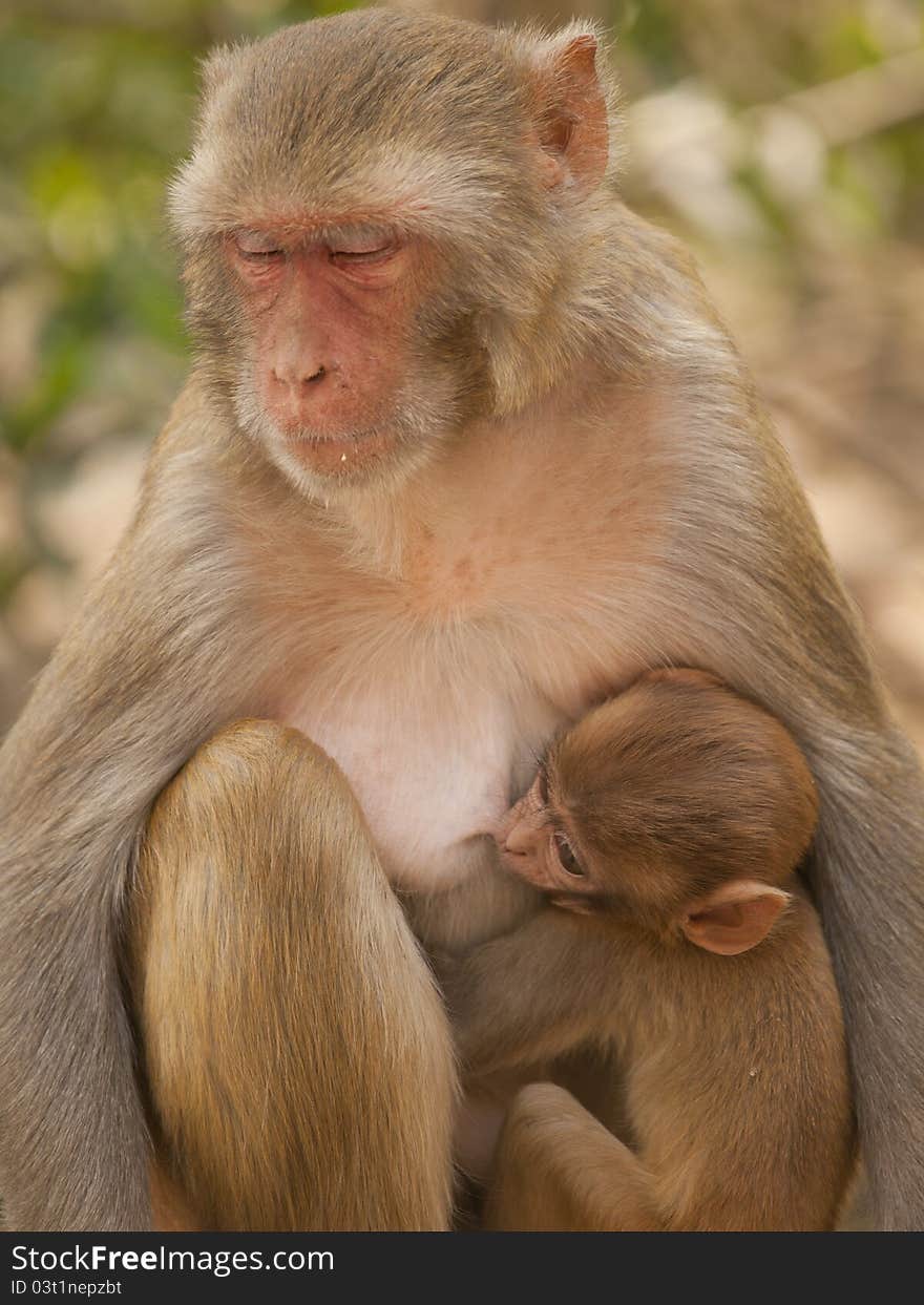 Macaque Feeding Her Baby