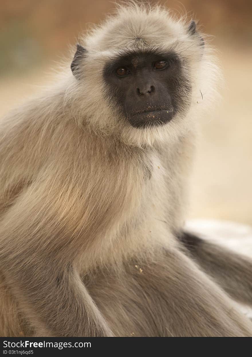 The Gray Langur