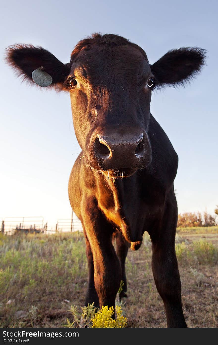 Closeup vertical image of a brown Angus steer with pasture background. Closeup vertical image of a brown Angus steer with pasture background