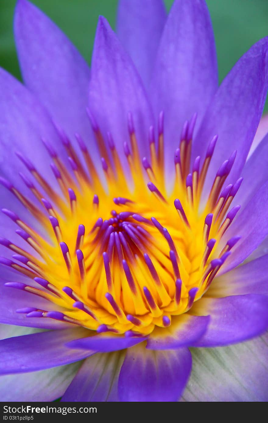 Colorful purple water lily in macro shot