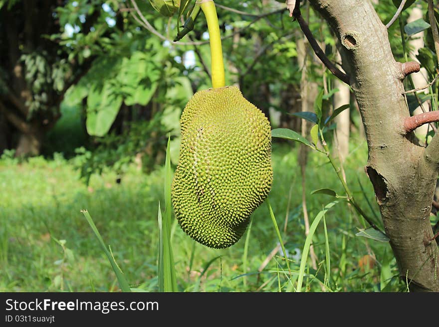 Jackfruit.