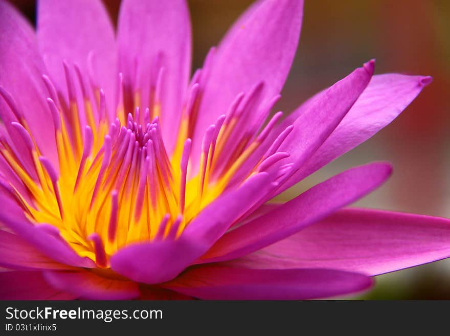 Colorful pink water lily in macro shot