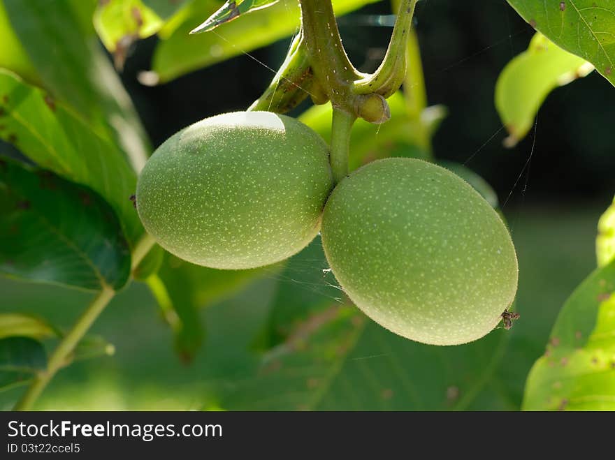 Green walnuts growing on a tree, close up