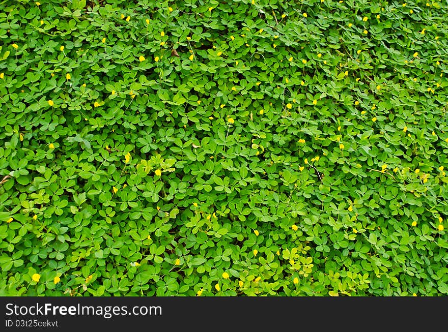 Brazil nut leaves and flower