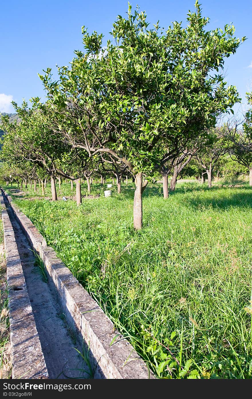 Tangerine garden and empty irrigation canal in Sicily. Tangerine garden and empty irrigation canal in Sicily