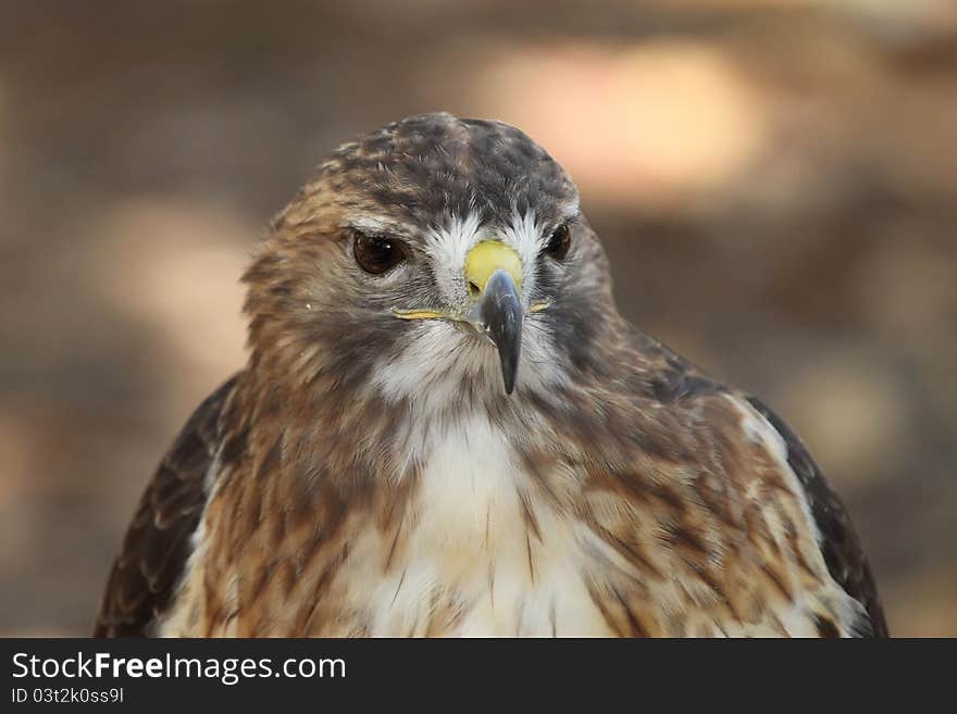 Photo taken at the World Bird Sanctuary in Missouri. Photo taken at the World Bird Sanctuary in Missouri.