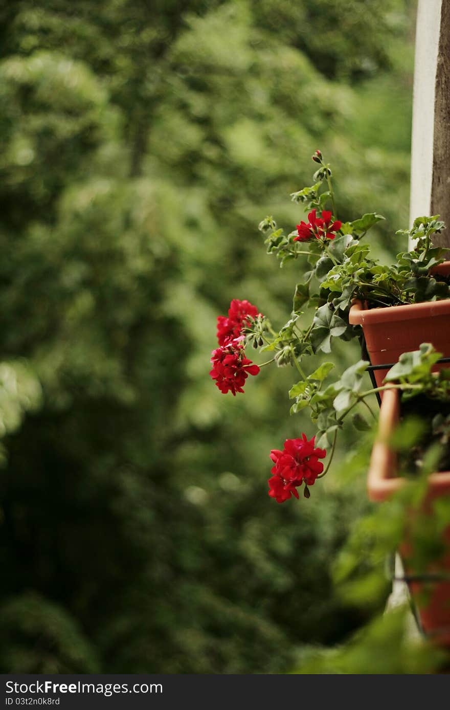 Pelargonium