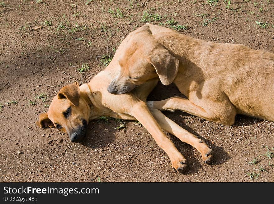 Mother grooms the puppy