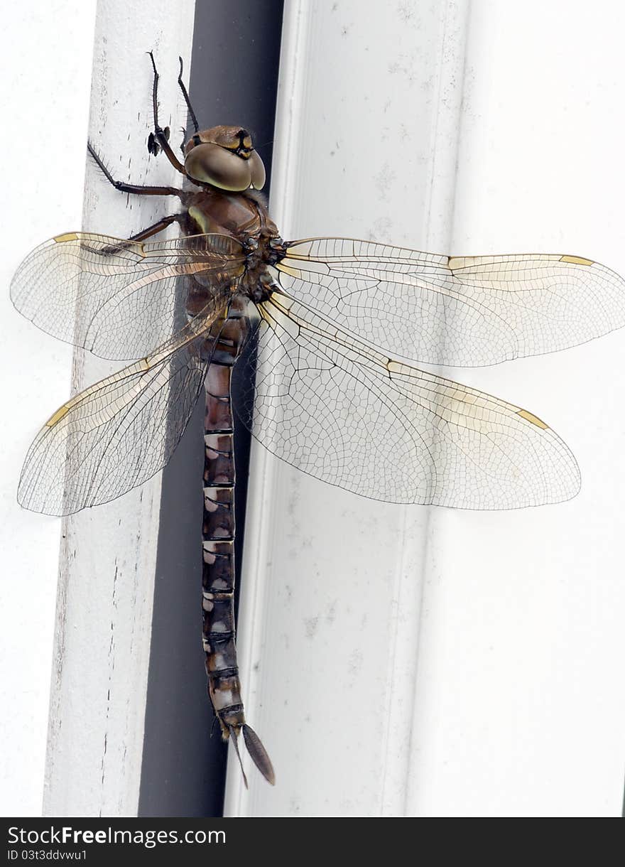 Close up of a Stream Cruiser Dragonfly perched upright and basking in the sun. Close up of a Stream Cruiser Dragonfly perched upright and basking in the sun.