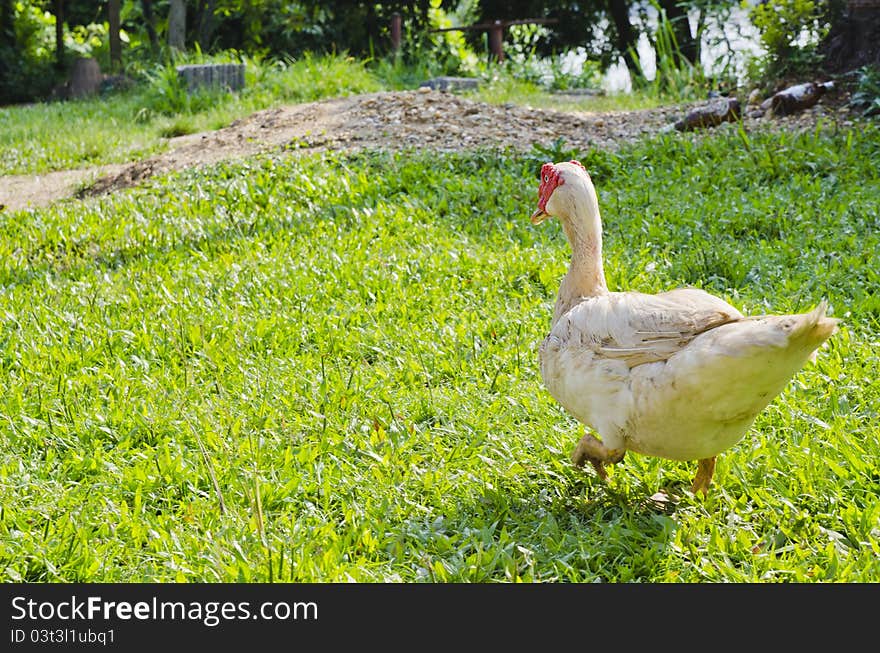 Ped theb is a Lao Duck from Vangvieng. Ped theb is a Lao Duck from Vangvieng