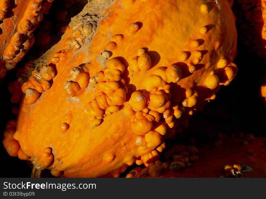 Fall Pumpkin Gourds