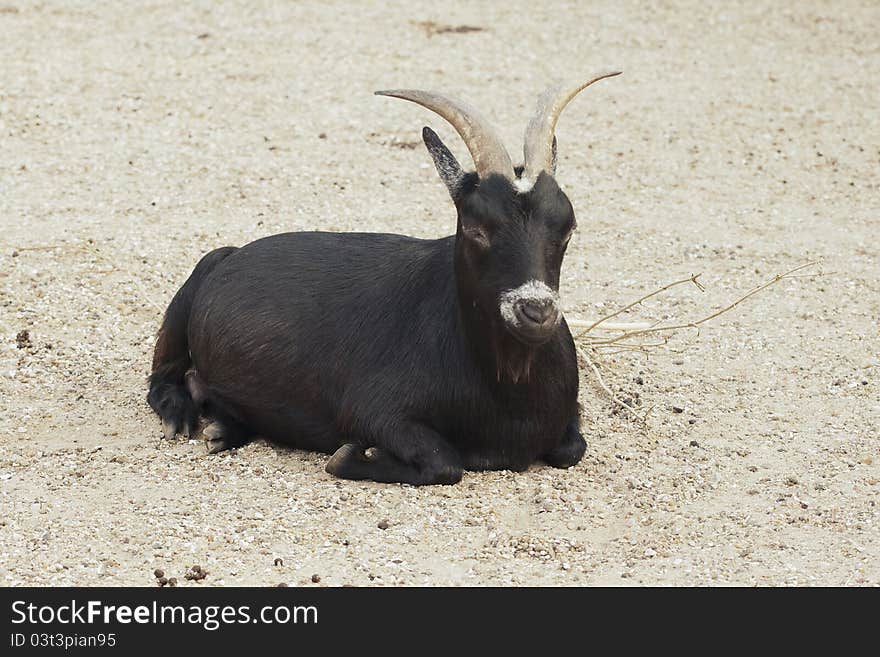 Black Goat