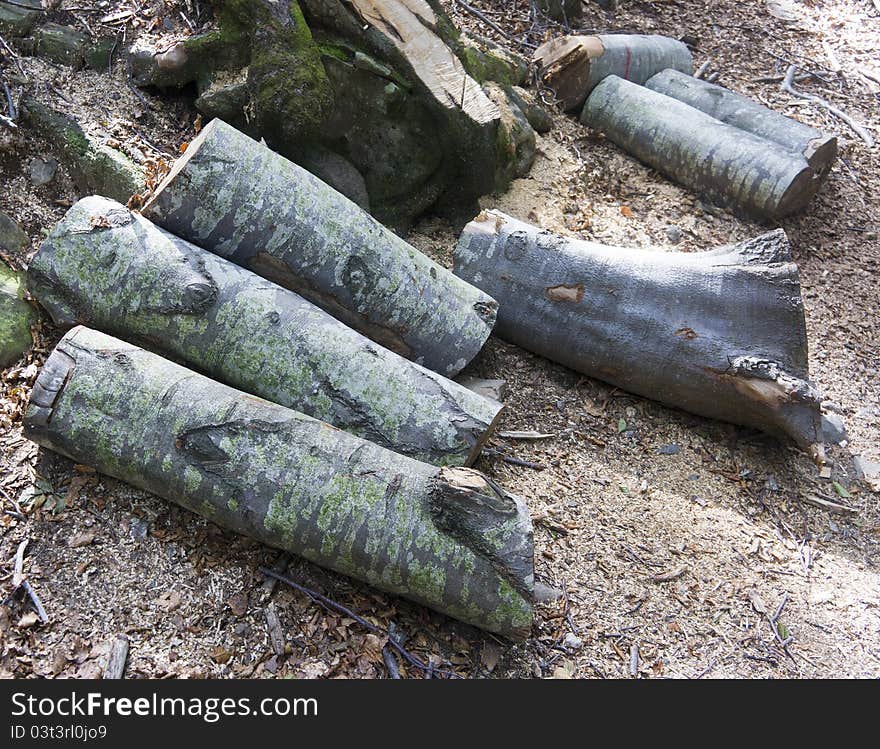 Some trunk in a forest. Some trunk in a forest