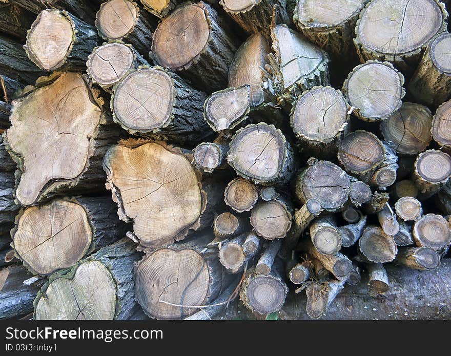 Some trunk in a forest. Some trunk in a forest