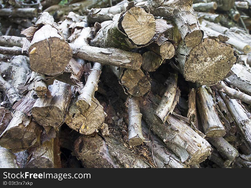 Some trunk in a forest. Some trunk in a forest