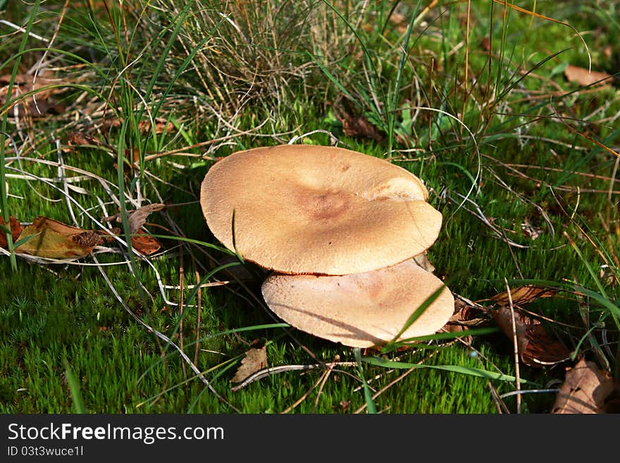 Inedible mushrooms